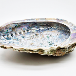 Abalone Muschel, XL